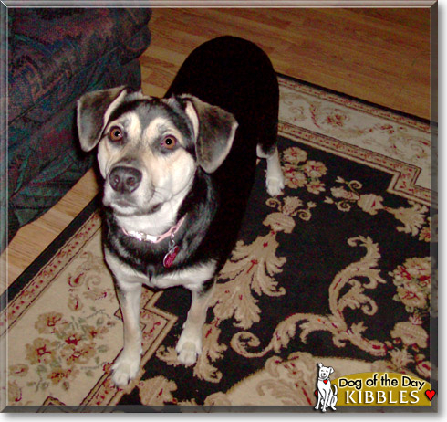 Kibbles, the Dog of the Day