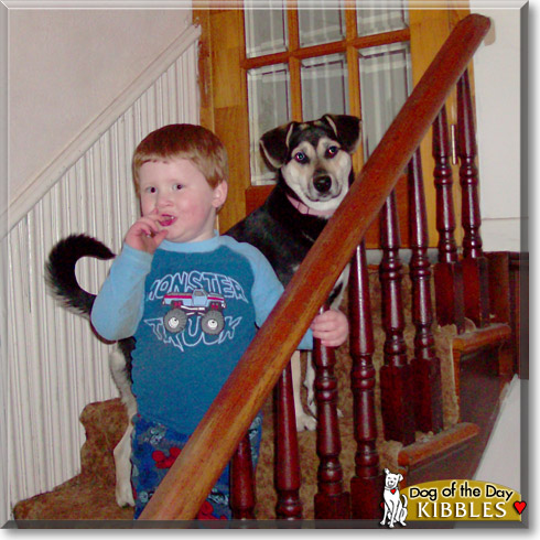 Kibbles, the Dog of the Day