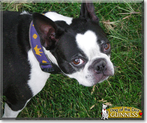 Guinness, the Dog of the Day