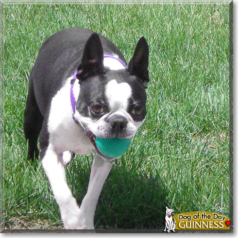 Guinness, the Dog of the Day