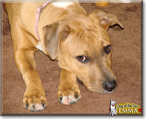 Emma, the Dog of the Day