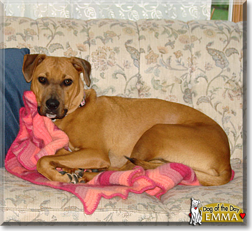 Emma, the Dog of the Day