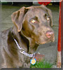 Baci