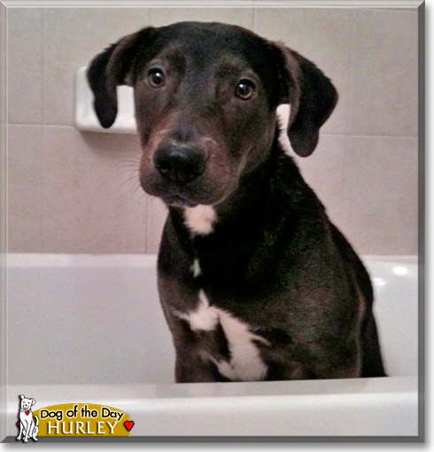 Hurley, the Dog of the Day