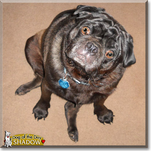 Shadow, the Dog of the Day Shadow, the Dog of the Day