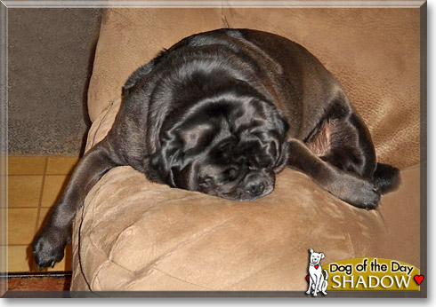 Shadow, the Dog of the Day Shadow, the Dog of the Day