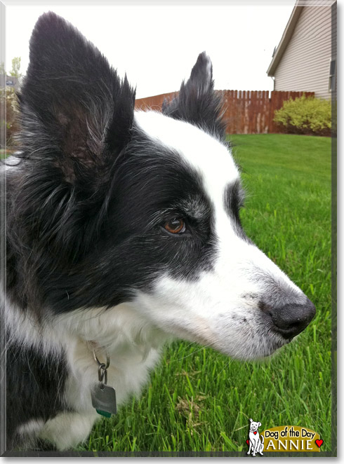 Annie, the Dog of the Day Annie, the Dog of the Day