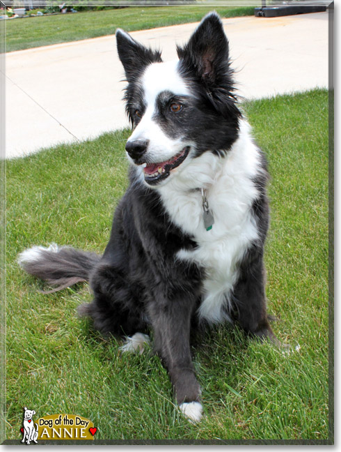 Annie, the Dog of the Day Annie, the Dog of the Day
