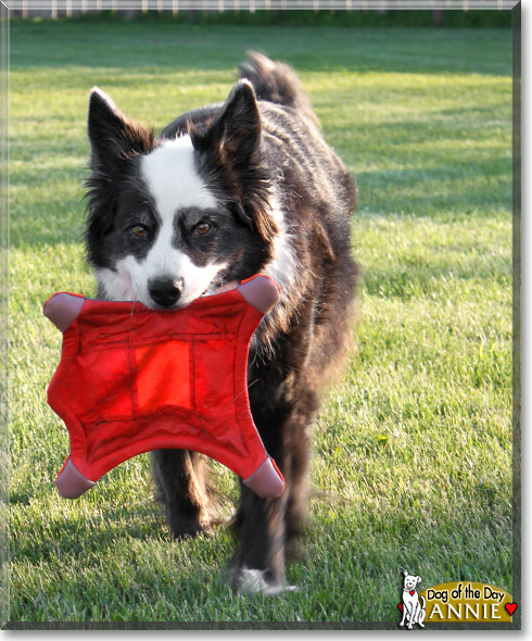 Annie, the Dog of the Day Annie, the Dog of the Day