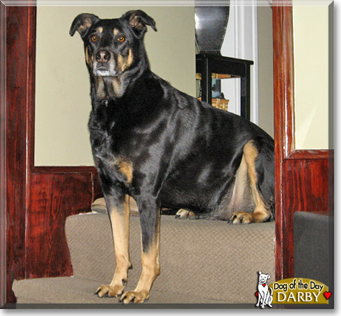 Darby, the Dog of the Day