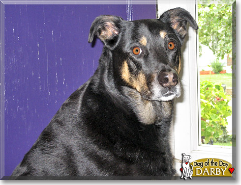 Darby, the Dog of the Day