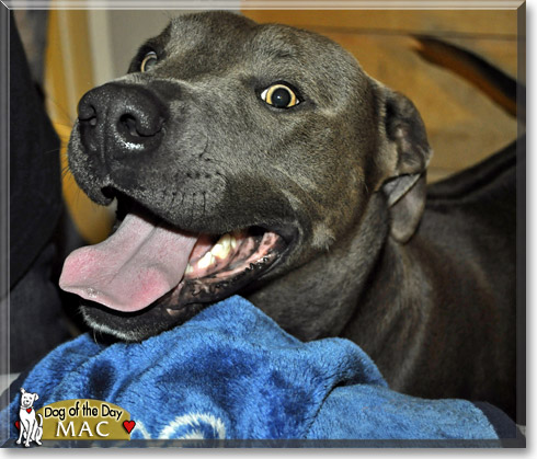 Mac, the Dog of the Day Mac, the Dog of the Day