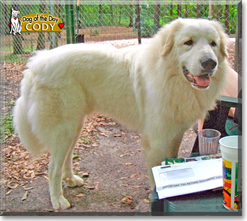 Cody, the Dog of the Day Cody, the Dog of the Day