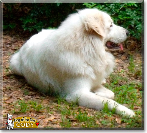 Cody, the Dog of the Day Cody, the Dog of the Day