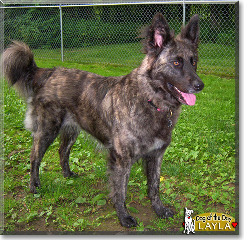 Layla, the Dog of the Day