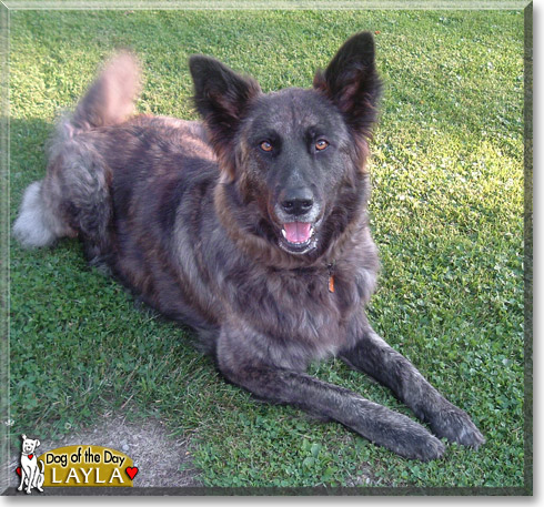 Layla, the Dog of the Day