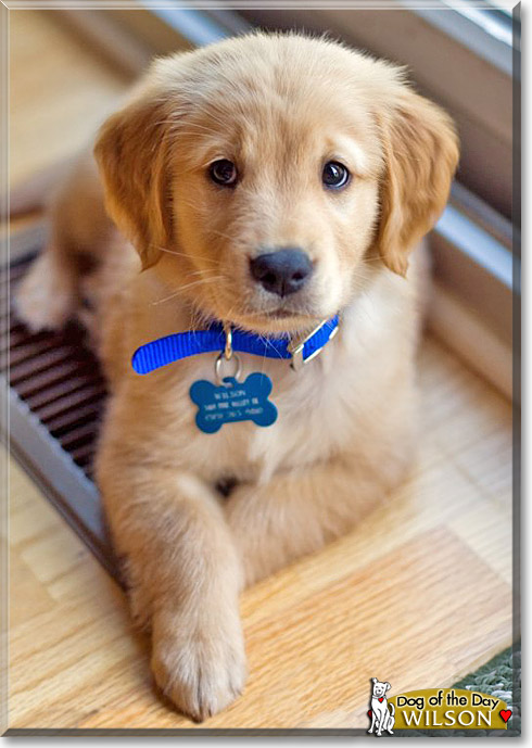 Wilson, the Dog of the Day