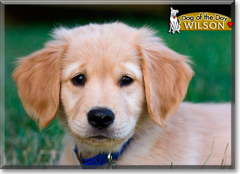 Wilson, the Dog of the Day