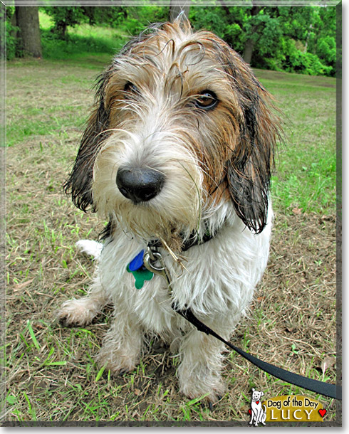 Lucy, the Dog of the Day
