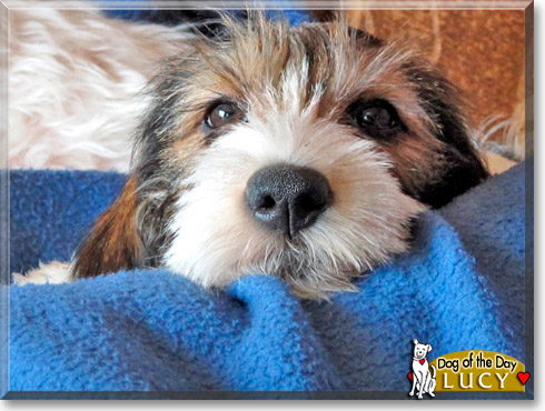Lucy, the Dog of the Day