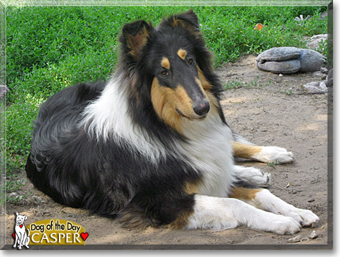 Casper, the Dog of the Day Casper, the Dog of the Day