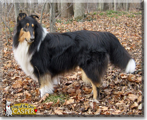 Casper, the Dog of the Day Casper, the Dog of the Day