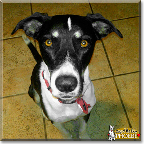 Phoebe, the Dog of the Day