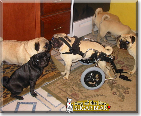 Sugar Bear, the Dog of the Day
