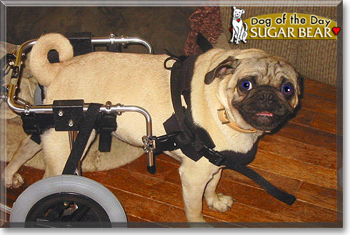 Sugar Bear, the Dog of the Day
