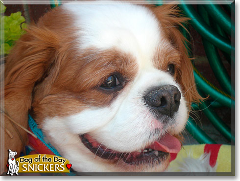 Snickers, the Dog of the Day Snickers, the Dog of the Day