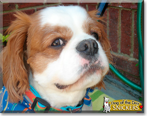 Snickers, the Dog of the Day Snickers, the Dog of the Day