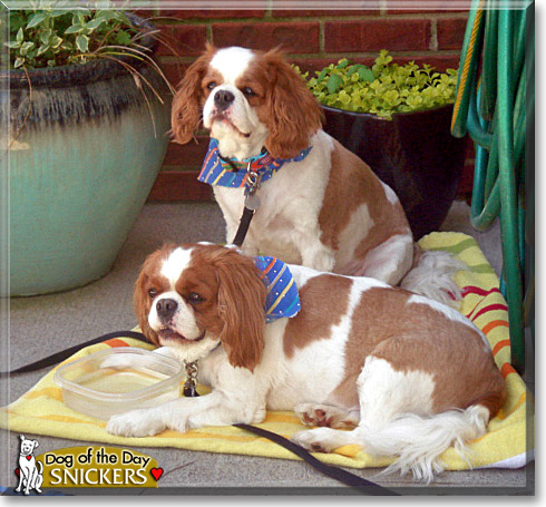 Snickers, the Dog of the Day Snickers, the Dog of the Day