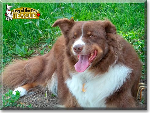 Teague, the Dog of the Day Teague, the Dog of the Day