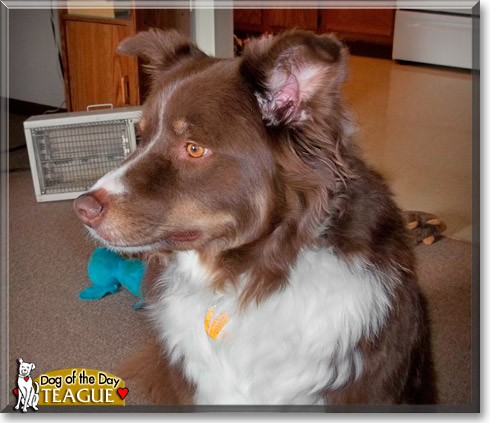 Teague, the Dog of the Day Teague, the Dog of the Day