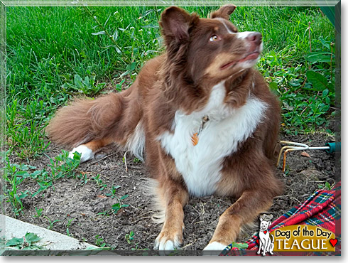 Teague, the Dog of the Day Teague, the Dog of the Day
