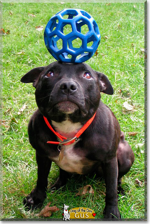 Gus, the Dog of the Day