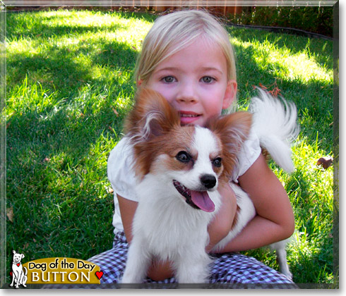 Button, the Dog of the Day