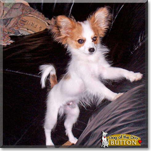 Button, the Dog of the Day