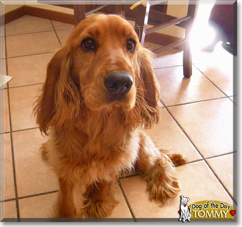 Tommy, the Dog of the Day