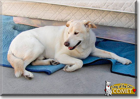 Comet, the Dog of the Day