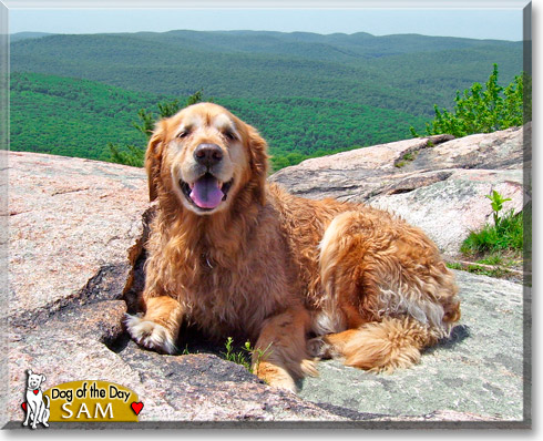 Sam, the Dog of the Day