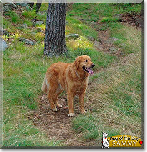 Sam, the Dog of the Day