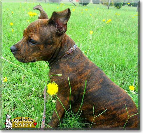 Saffy, the Dog of the Day Saffy, the Dog of the Day
