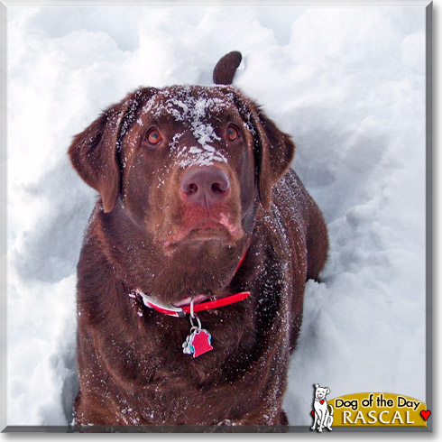 Rascal, the Dog of the Day