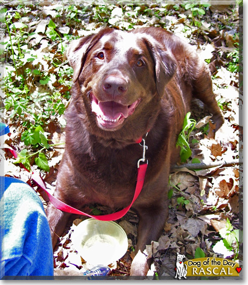 Rascal, the Dog of the Day