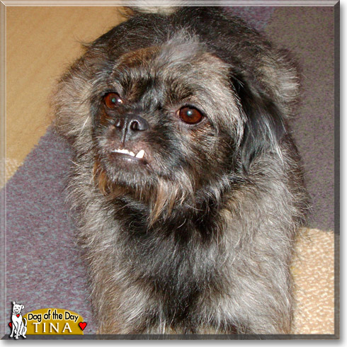 Tina, the Dog of the Day Tina, the Dog of the Day