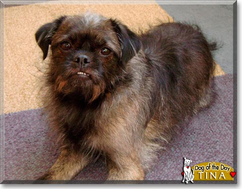 Tina, the Dog of the Day Tina, the Dog of the Day