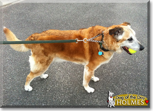 Holmes, the Dog of the Day Holmes, the Dog of the Day