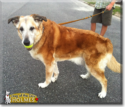 Holmes, the Dog of the Day Holmes, the Dog of the Day