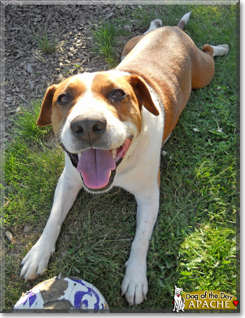 Apache, the Dog of the Day Apache, the Dog of the Day